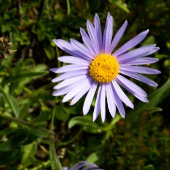 FIORE VIOLA FIORE VIOLA
