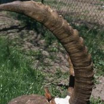 RTEmagicC_ibex_corna_02 RTEmagicC_ibex_corna_02