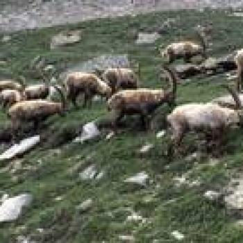 RTEmagicC_ibex_gruppo-maschi_01 - Copia RTEmagicC_ibex_gruppo-maschi_01 - Copia