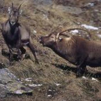RTEmagicC_ibex-corteggiamento_01 - Copia RTEmagicC_ibex-corteggiamento_01 - Copia