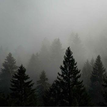 nebbia_bosco_Mintha V