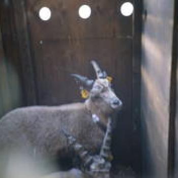 RTEmagicC_ibex-in_cassa_01 RTEmagicC_ibex-in_cassa_01