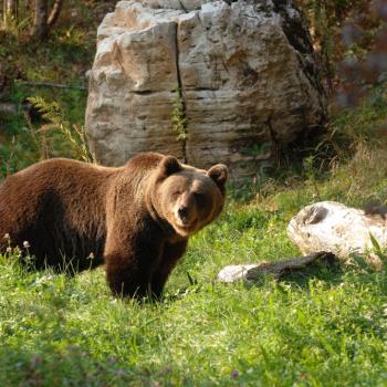 orso-archivio-Pnab (1) orso-archivio-Pnab (1)