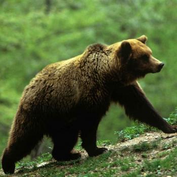 Orso_CamporaCarrara Orso_CamporaCarrara