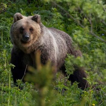 Orso_MarcoPedergnana1