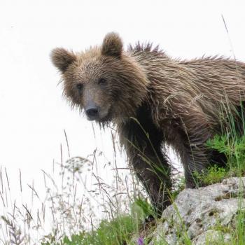 Orso_MarcoPedergnana2