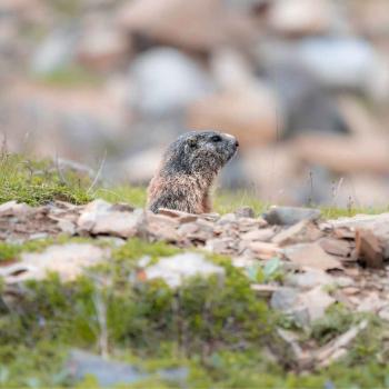 marmotta - Marco Cova