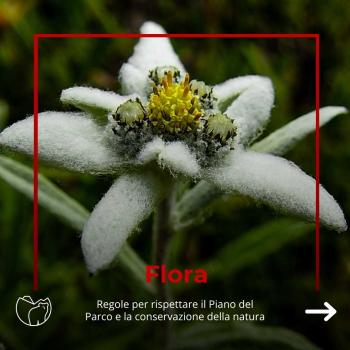 Flora (1) Flora (1)