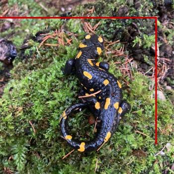 Fauna (7) Fauna (7)