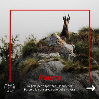 Fauna (1)