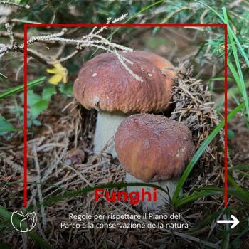 Funghi (1) Funghi (1)