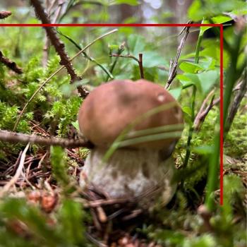 Funghi (5) Funghi (5)