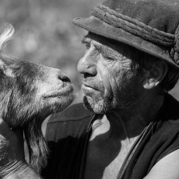 Mostra transumanza di Mario Paolazzi 6