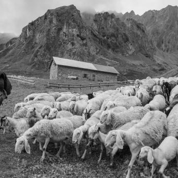 Mostra transumanza di Mario Paolazzi 2 Mostra transumanza di Mario Paolazzi 2
