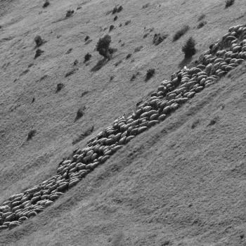 Mostra transumanza di Mario Paolazzi 8