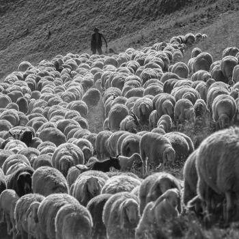 Mostra transumanza di Mario Paolazzi 9 Mostra transumanza di Mario Paolazzi 9