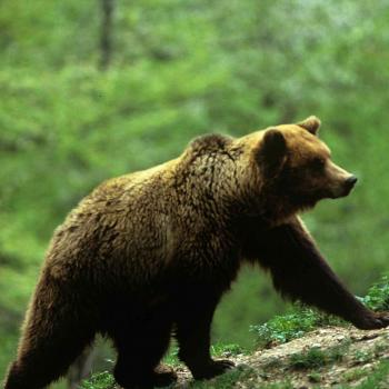 orso - Campora Carrara orso - Campora Carrara