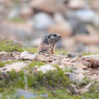 marmotta - Marco Cova marmotta - Marco Cova