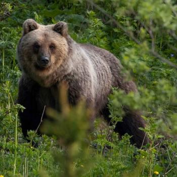 orso - Marco Pedergnana