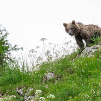 orso 2  - marco pedergnana