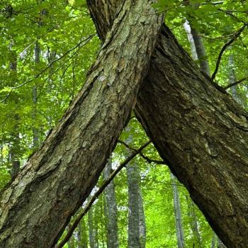alberi intrecciati_Mintha V