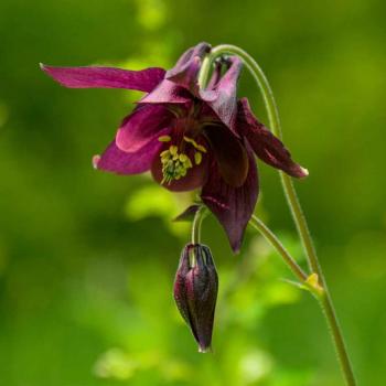 aquilegia_fiore_mintha V