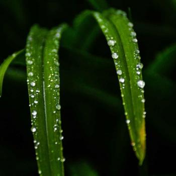 dettaglio acqua su foglia_Mintha V2 dettaglio acqua su foglia_Mintha V2