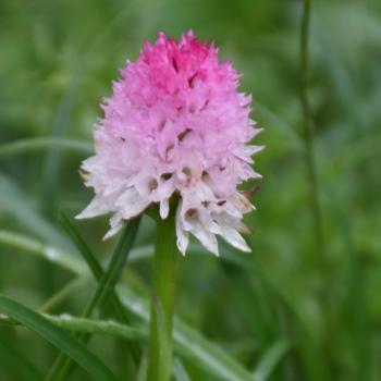 Nigritella rosa, Michele Zeni Nigritella rosa, Michele Zeni