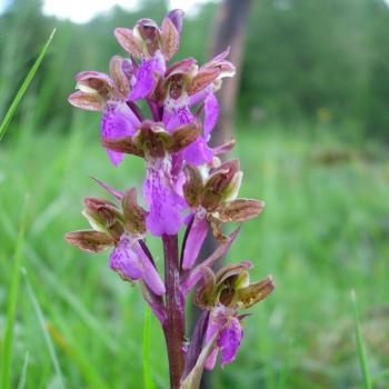 orchis spitzelii_Giuliana Pincelli orchis spitzelii_Giuliana Pincelli