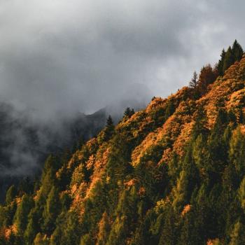 autunno bosco_Mintha