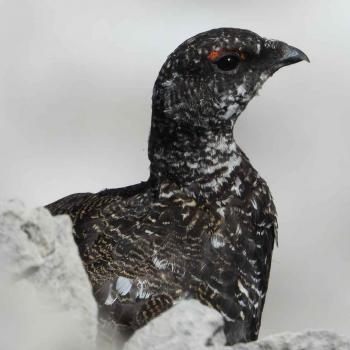Pernice_AndreaMustoni Pernice_AndreaMustoni