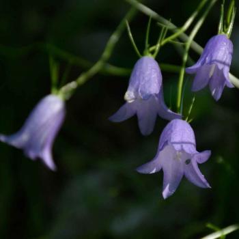 campanula_fiore_mintha V campanula_fiore_mintha V