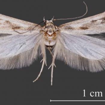 Settleria enrosadira Settleria enrosadira