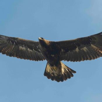 Aquila reale_Alessandro_fotografo (1)