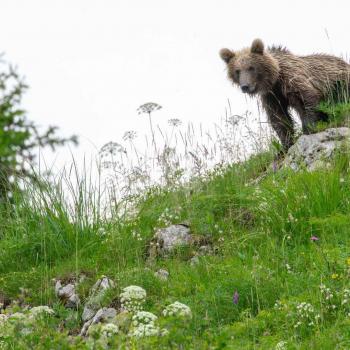Orso_MarcoPedergnana3
