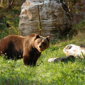 orso orso